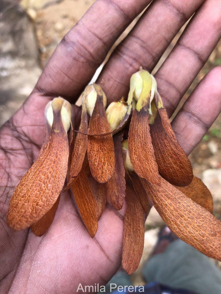 Shorea dyeri Thwaites ex Trimen